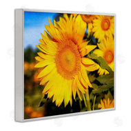 Daniel Sproul | Country Sunflower Photography