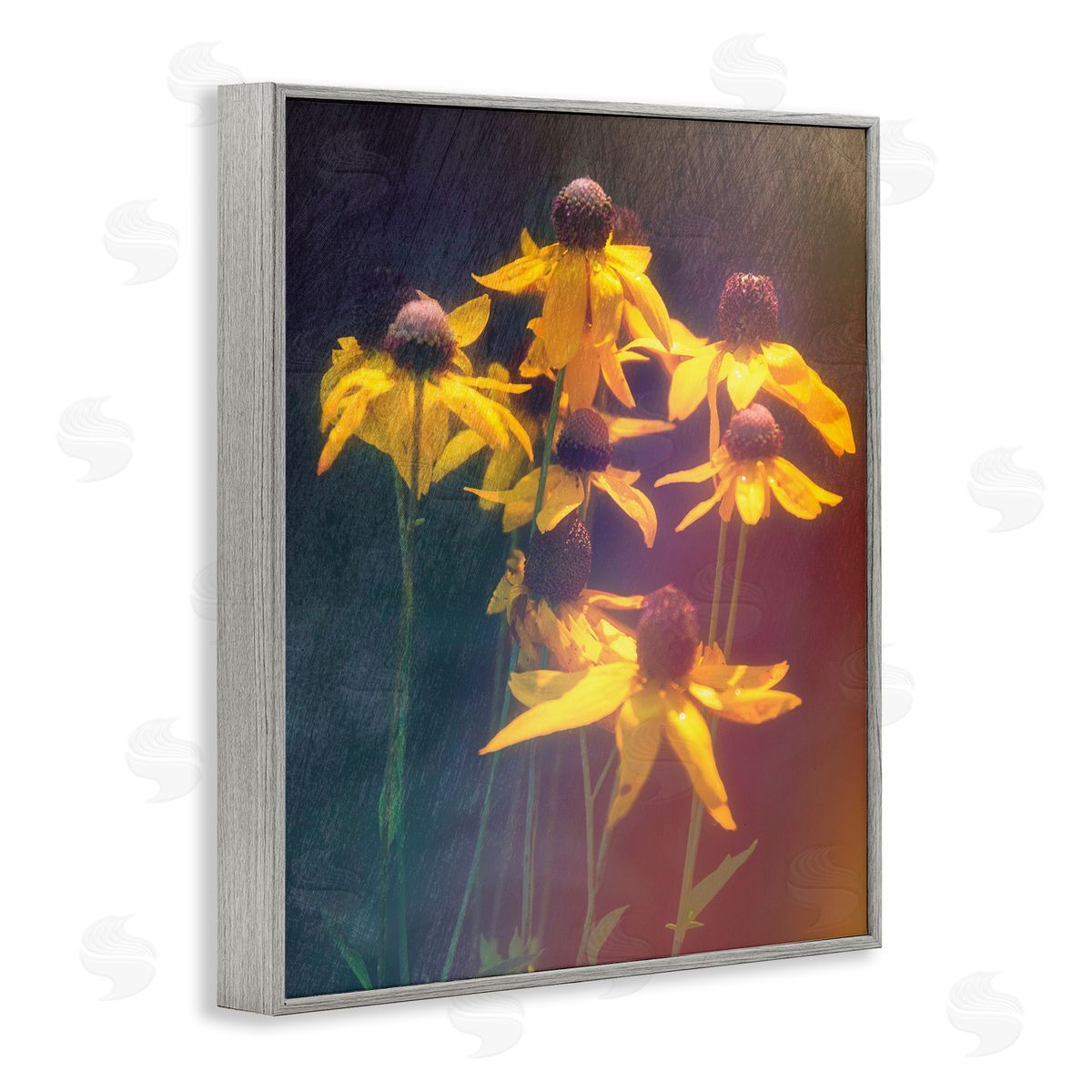 Daniel Sproul | Black-Eyed Susan Photography