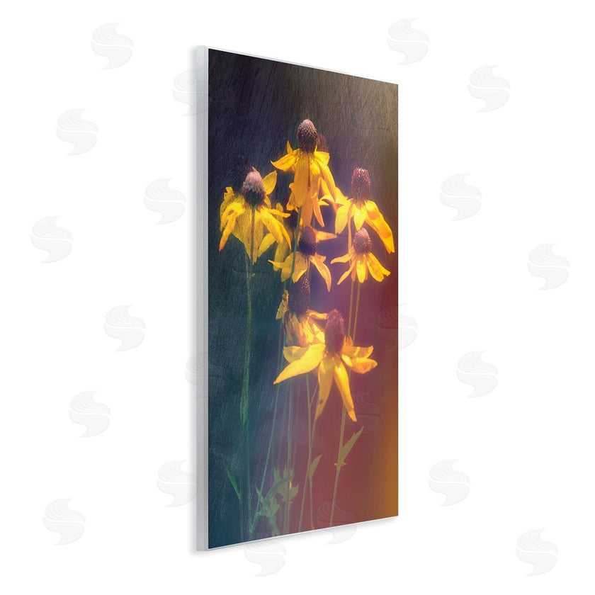 Daniel Sproul | Black-Eyed Susan Photography