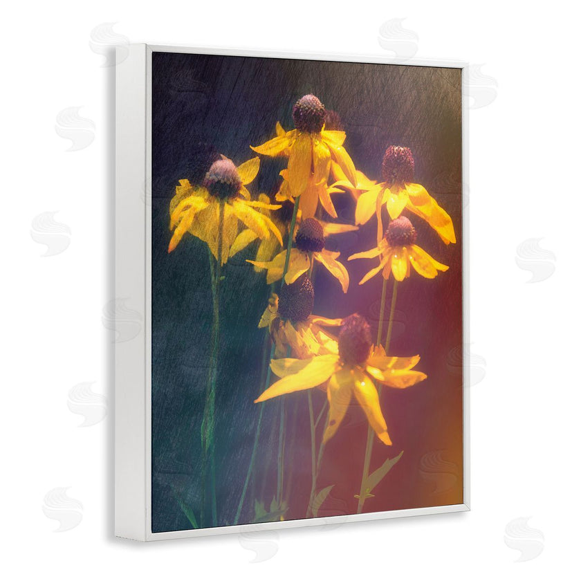 Daniel Sproul | Black-Eyed Susan Photography