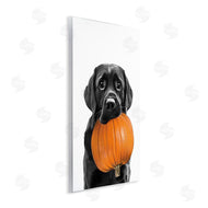 Annalisa Latella | Lab Dog with Pumpkin