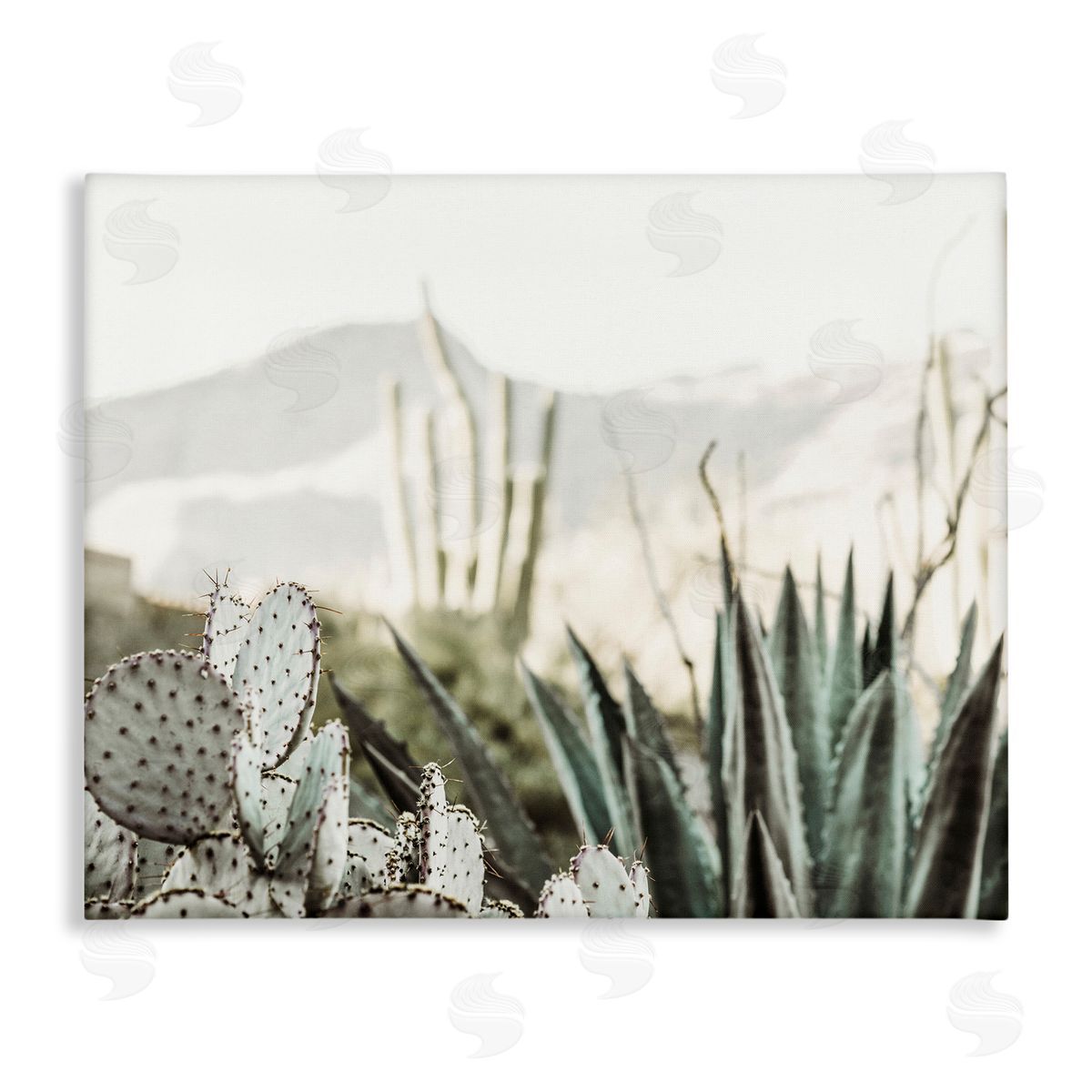 Krista Broadway Desert Cacti Photography Canvas Wall Art