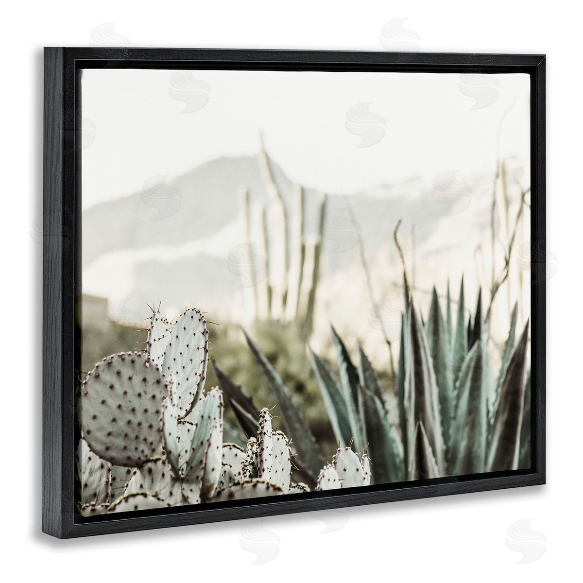 Krista Broadway | Desert Cacti Photography