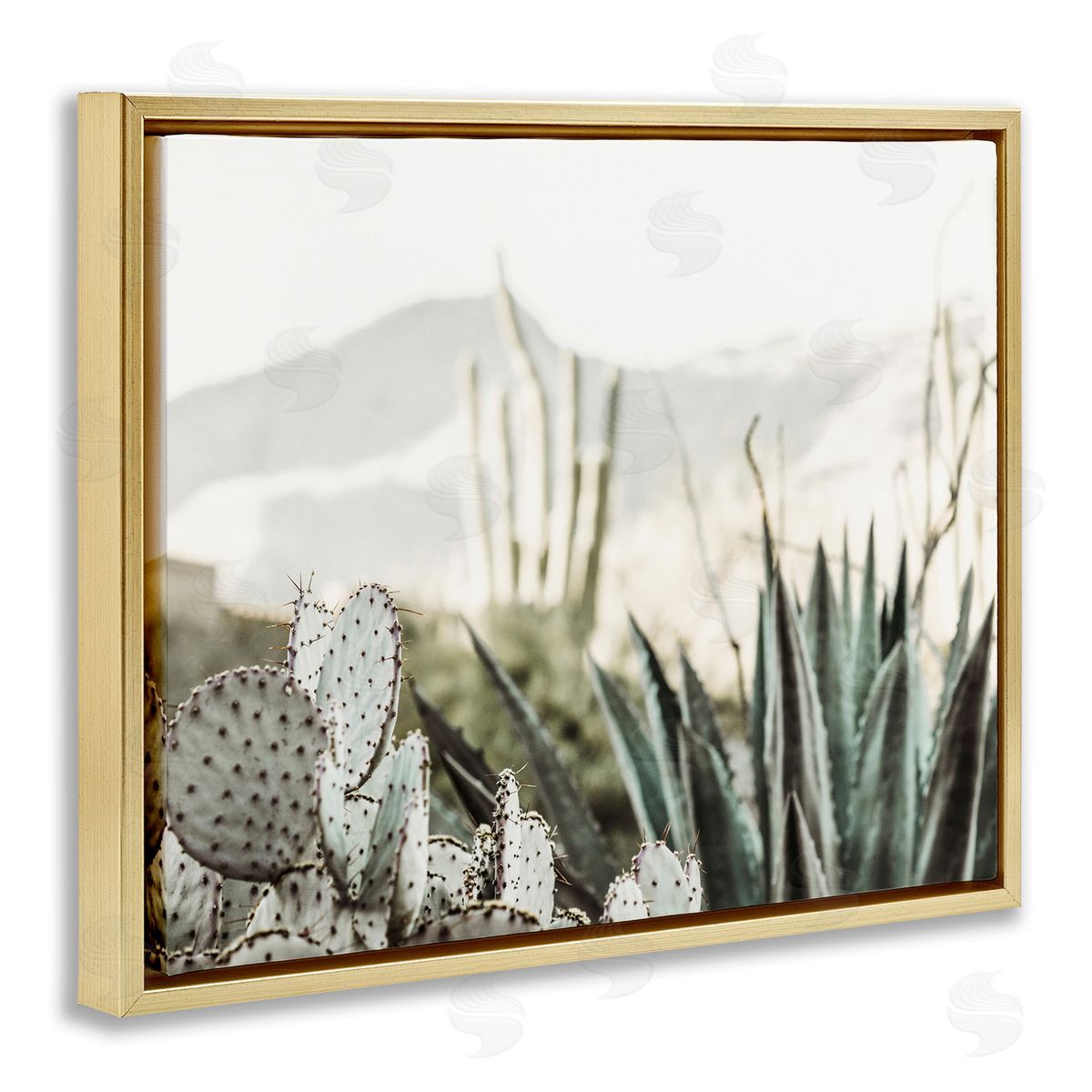 Krista Broadway | Desert Cacti Photography