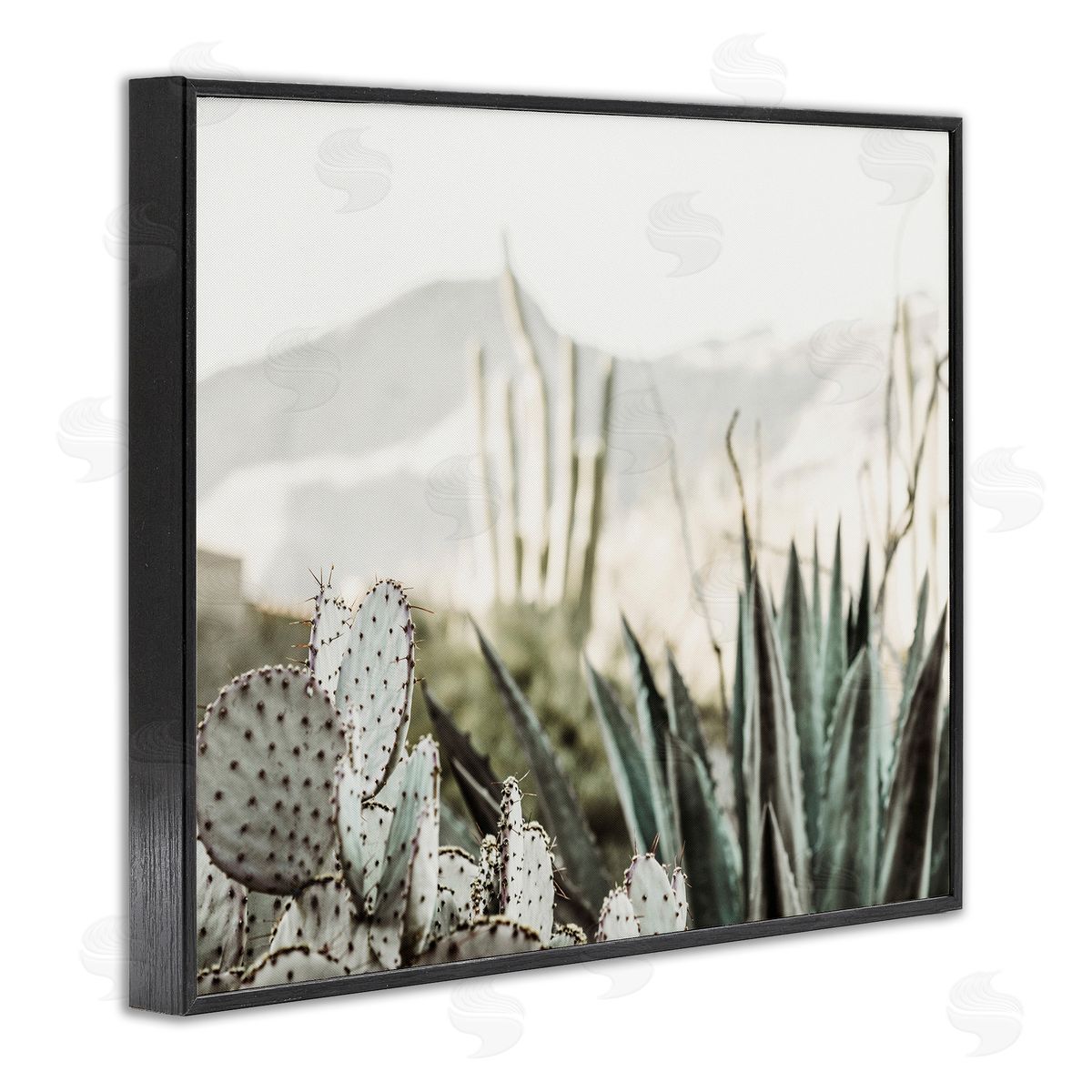 Krista Broadway | Desert Cacti Photography
