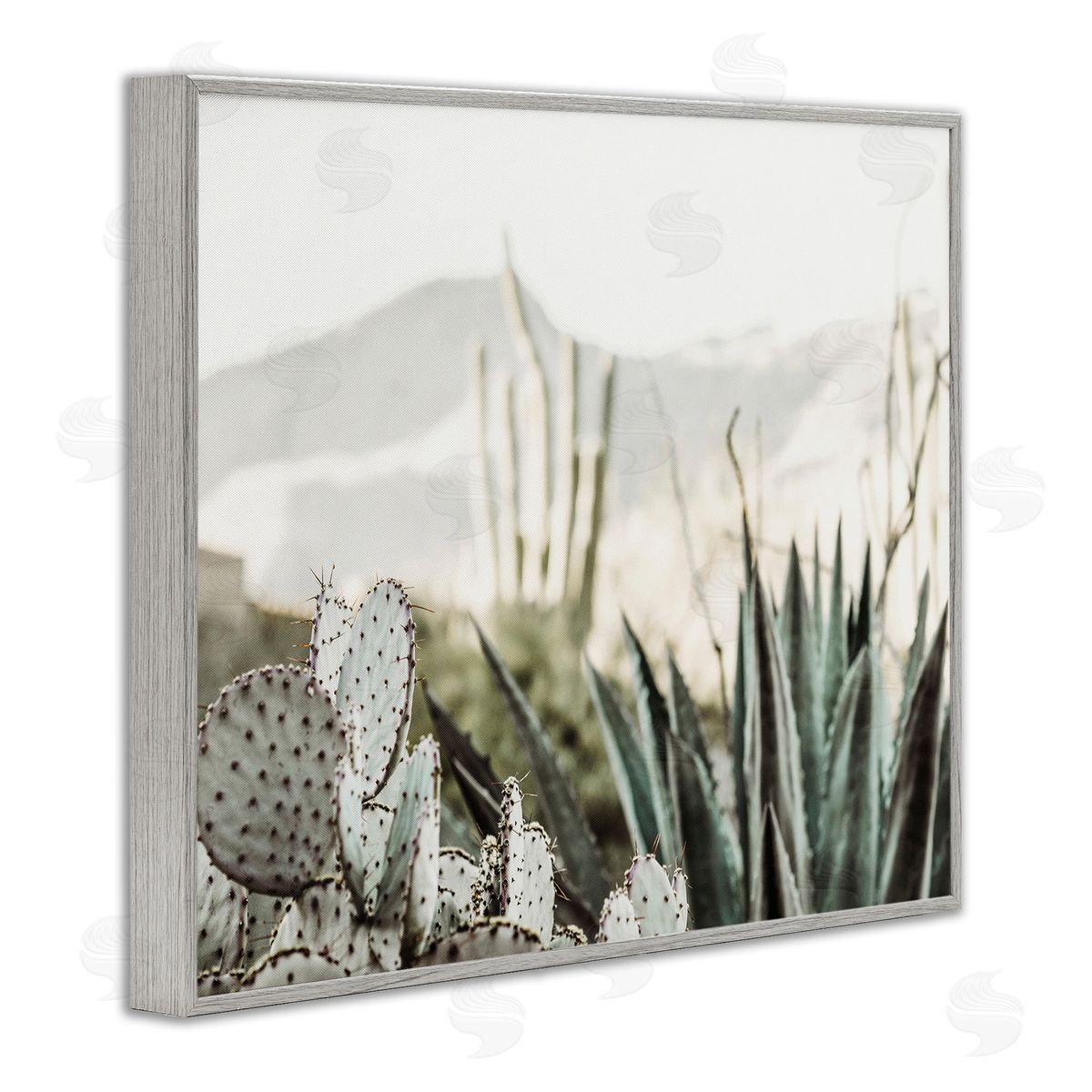 Krista Broadway | Desert Cacti Photography