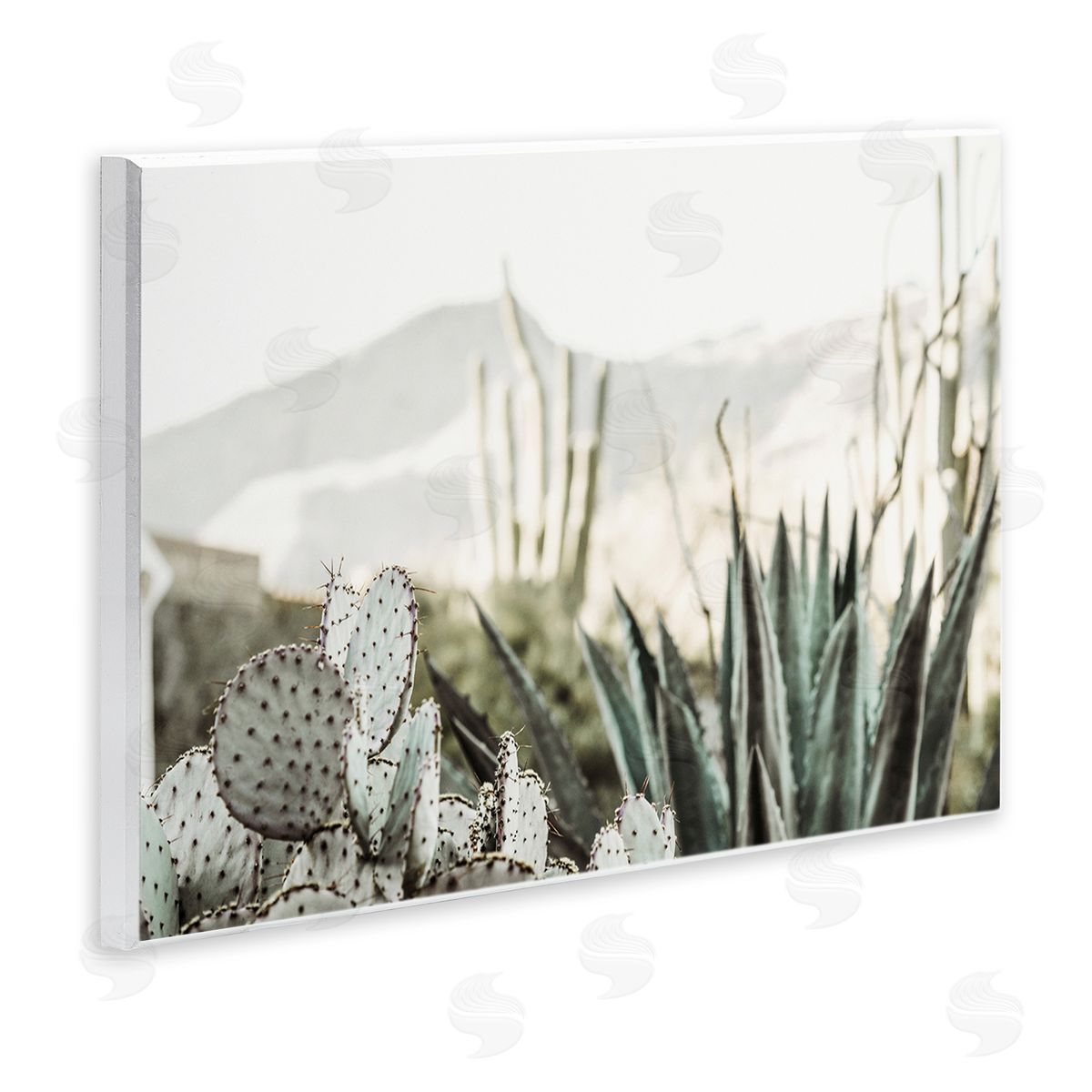 Krista Broadway Desert Cacti Photography Wall Plaque Artside_