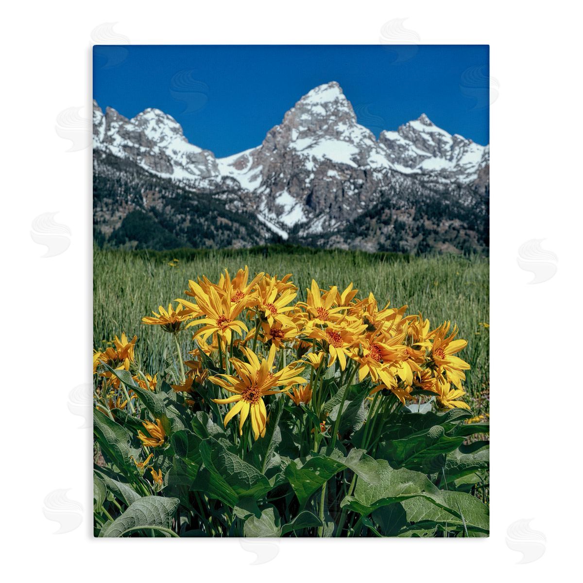 Daniel Sproul | Daisies & Mountain Peaks