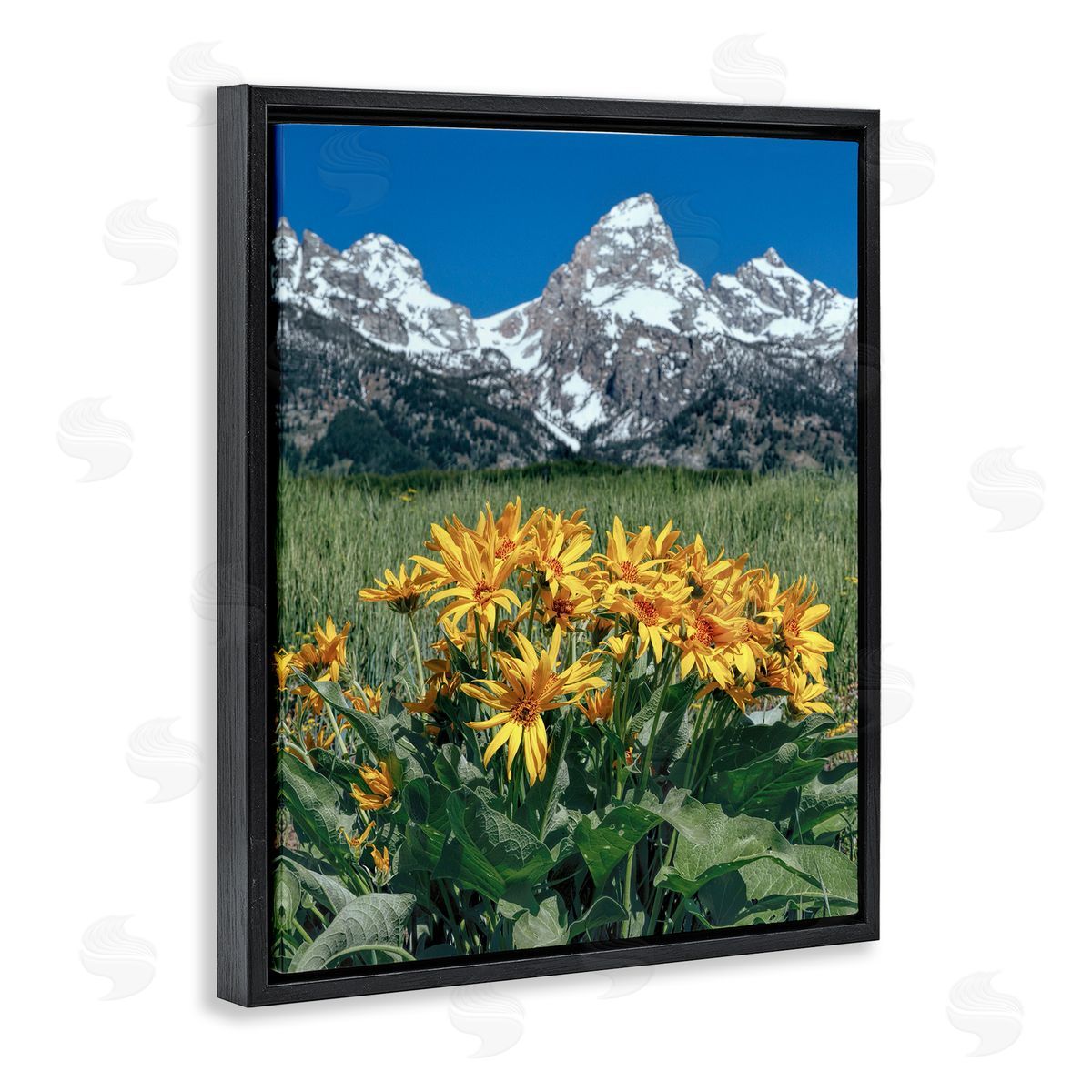 Daniel Sproul | Daisies & Mountain Peaks