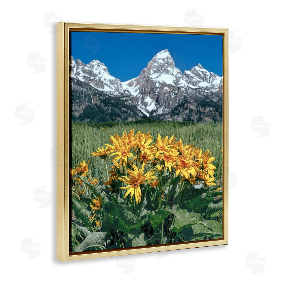Daniel Sproul | Daisies & Mountain Peaks