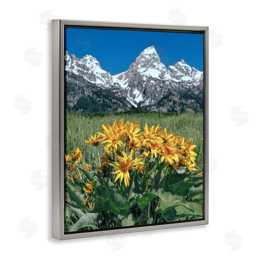 Daniel Sproul | Daisies & Mountain Peaks