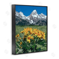 Daniel Sproul | Daisies & Mountain Peaks
