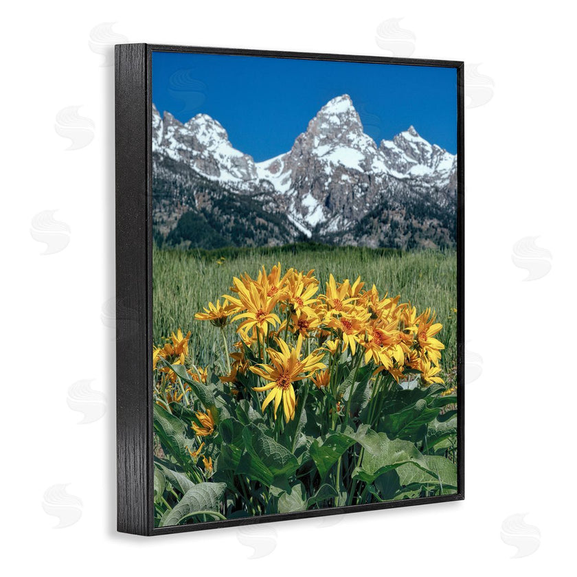 Daniel Sproul | Daisies & Mountain Peaks