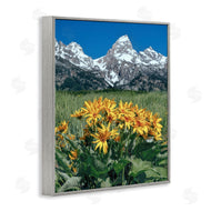 Daniel Sproul | Daisies & Mountain Peaks