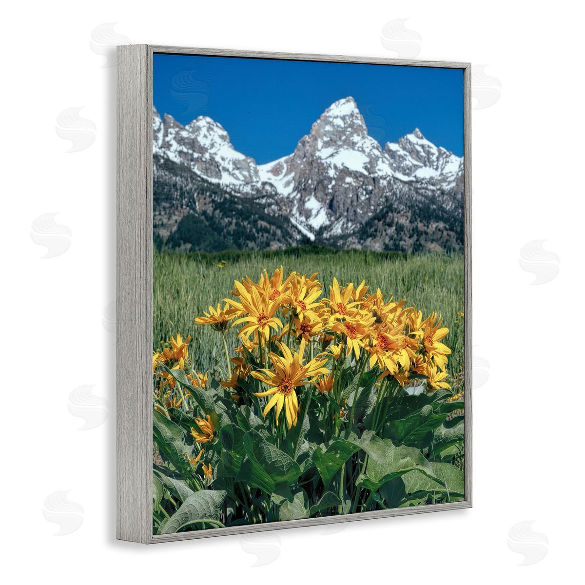 Daniel Sproul | Daisies & Mountain Peaks