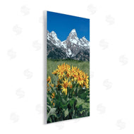Daniel Sproul | Daisies & Mountain Peaks