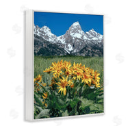 Daniel Sproul | Daisies & Mountain Peaks