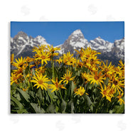 Daniel Sproul | Daisy Meadow & Mountains