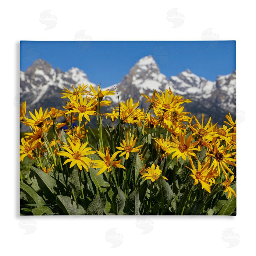 Daniel Sproul | Daisy Meadow & Mountains