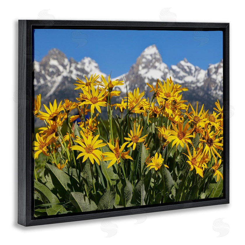 Daniel Sproul | Daisy Meadow & Mountains