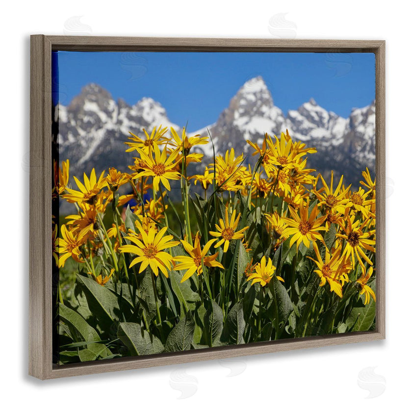 Daniel Sproul | Daisy Meadow & Mountains