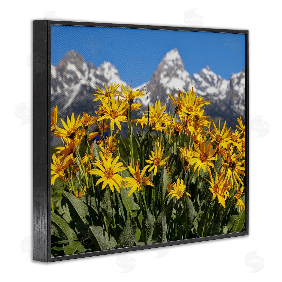Daniel Sproul | Daisy Meadow & Mountains
