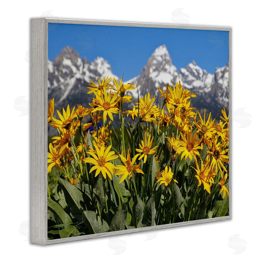 Daniel Sproul | Daisy Meadow & Mountains