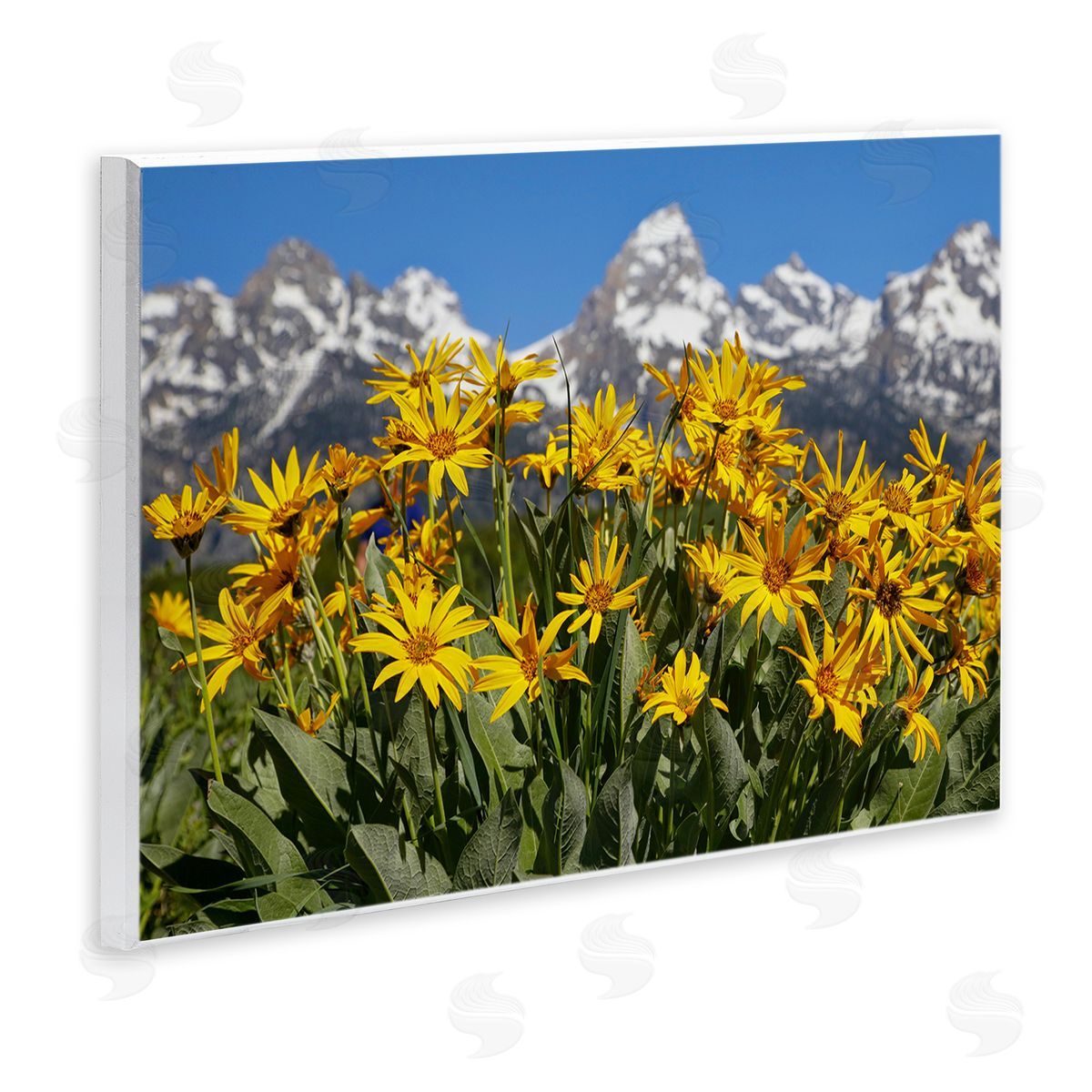 Daniel Sproul Daisy Meadow & Mountains Wall Plaque Artside_