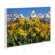 Daniel Sproul | Daisy Meadow & Mountains
