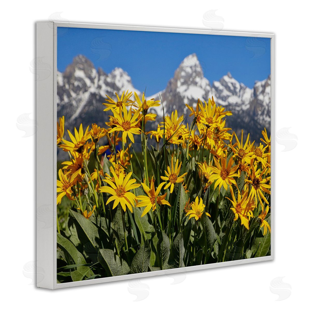 Daniel Sproul Daisy Meadow & Mountains White Framed Giclee Wall Artside_