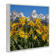 Daniel Sproul | Daisy Meadow & Mountains