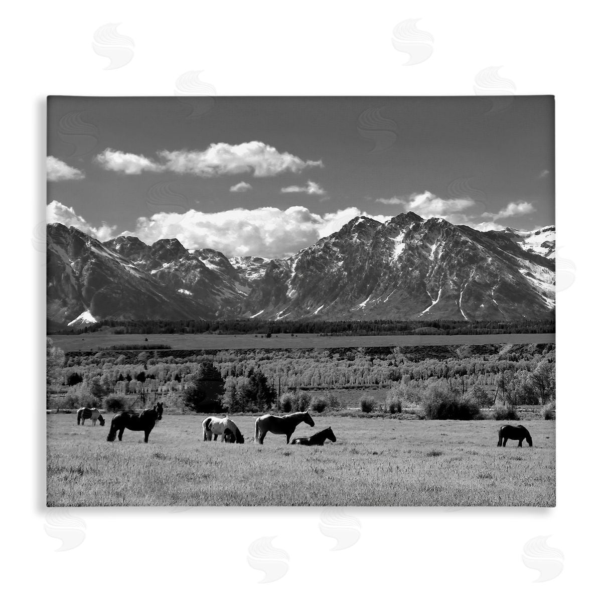 Steve Toole | Horses Grazing Countryside