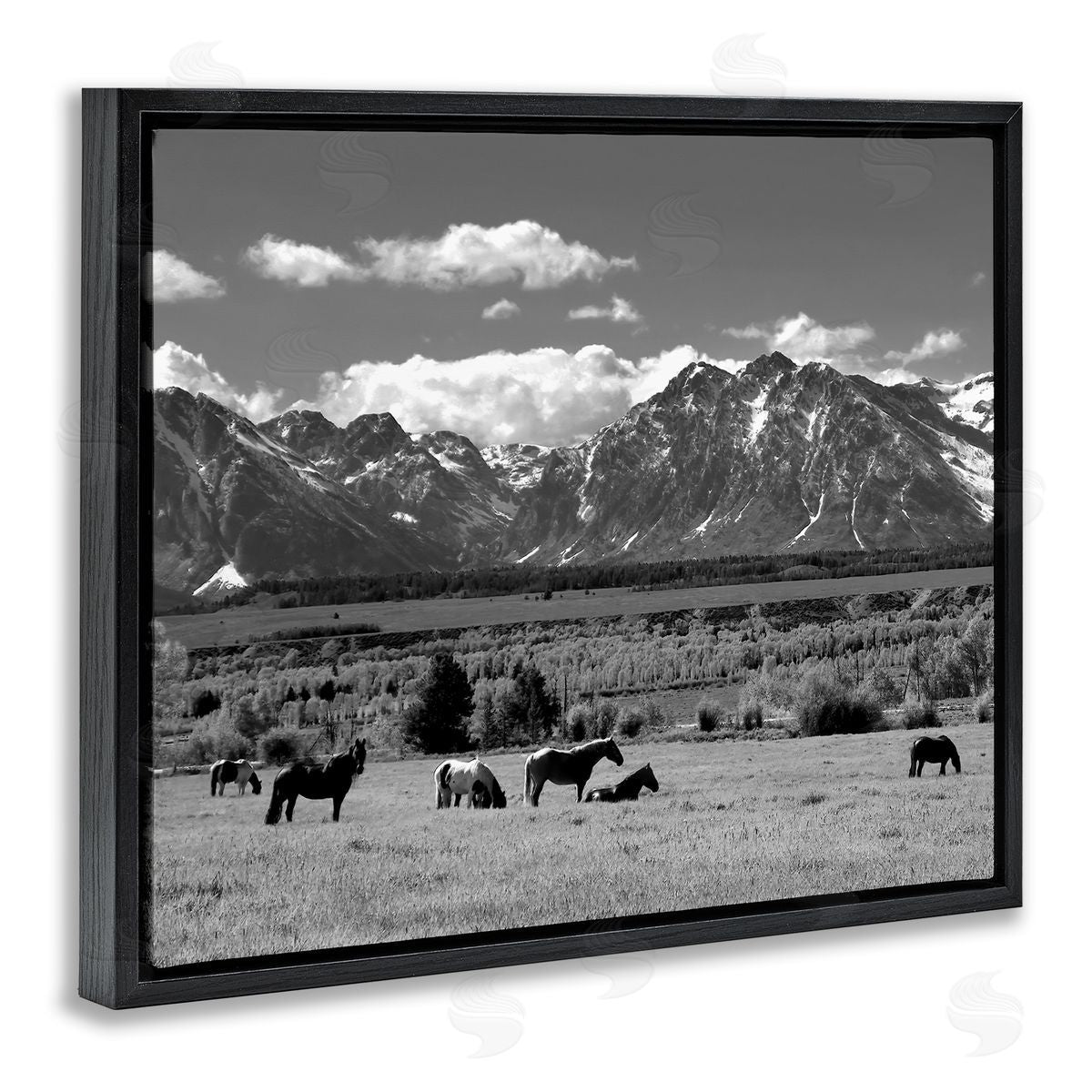 Steve Toole | Horses Grazing Countryside