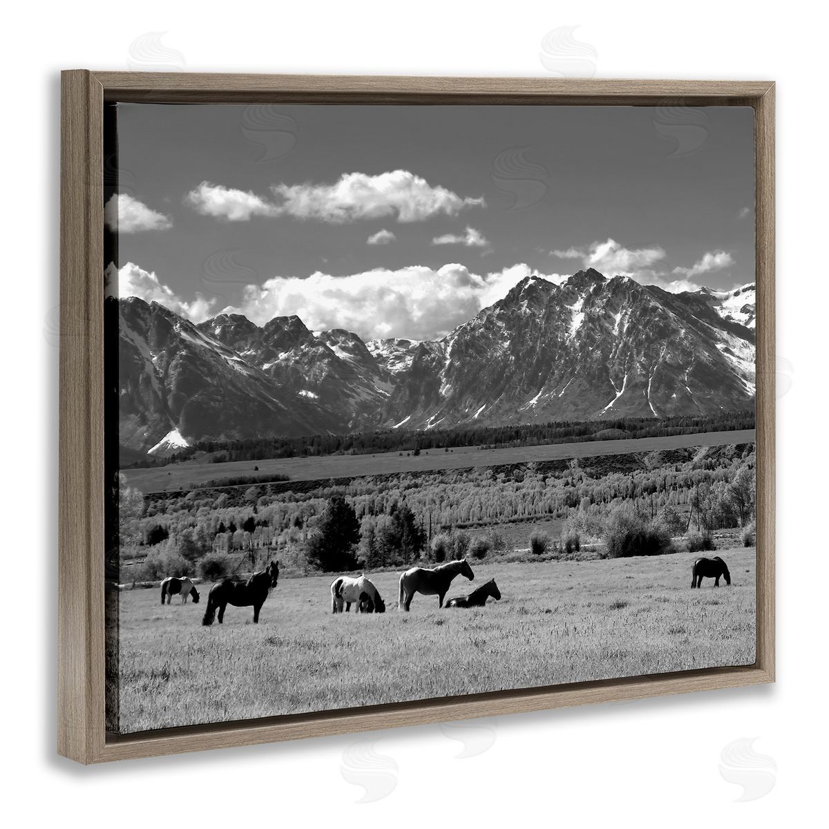 Steve Toole | Horses Grazing Countryside