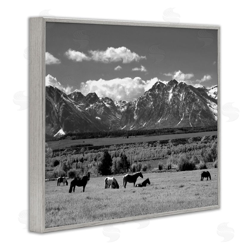 Steve Toole | Horses Grazing Countryside