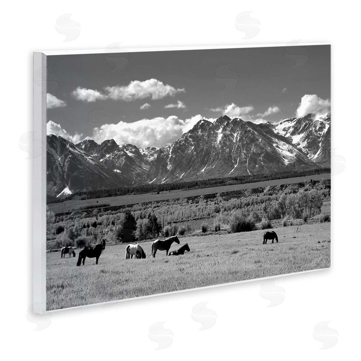 Steve Toole | Horses Grazing Countryside
