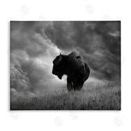 Steve Toole | Ox in Cloudy Landscape