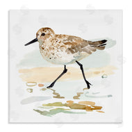 Victoria Barnes | Sandpiper Stepping on Shore