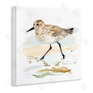 Victoria Barnes | Sandpiper Stepping on Shore