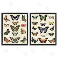 Susan Arnot | Antique Butterfly Collection