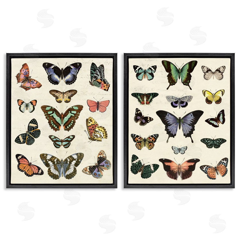 Susan Arnot | Antique Butterfly Collection