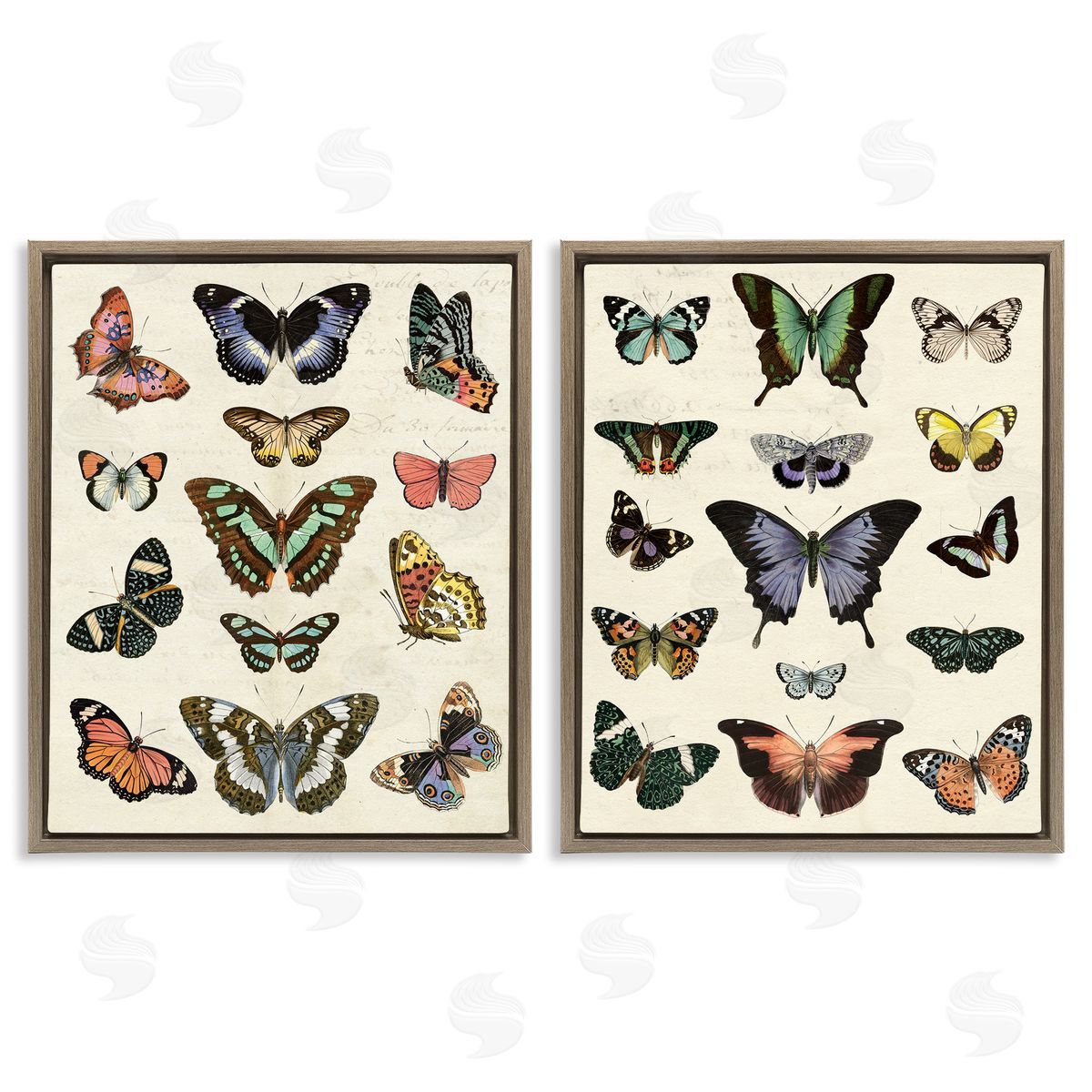 Antique Butterfly Collection Brown Floating Frame Canvas Wall Art, Home Decor by Susan Arnot