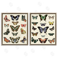 Susan Arnot | Antique Butterfly Collection