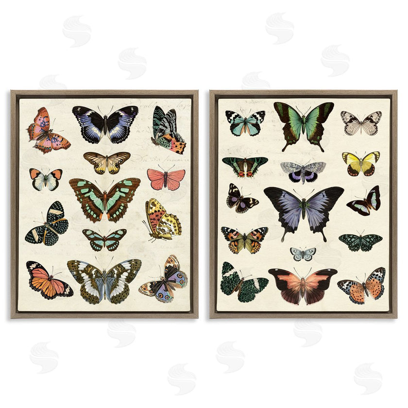 Susan Arnot | Antique Butterfly Collection