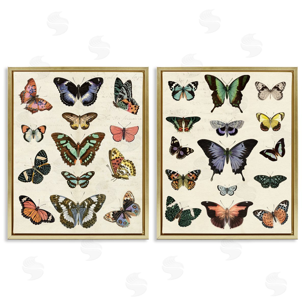 Antique Butterfly Collection Gold Floating Frame Canvas Wall Art, Home Decor by Susan Arnot
