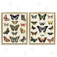 Susan Arnot | Antique Butterfly Collection