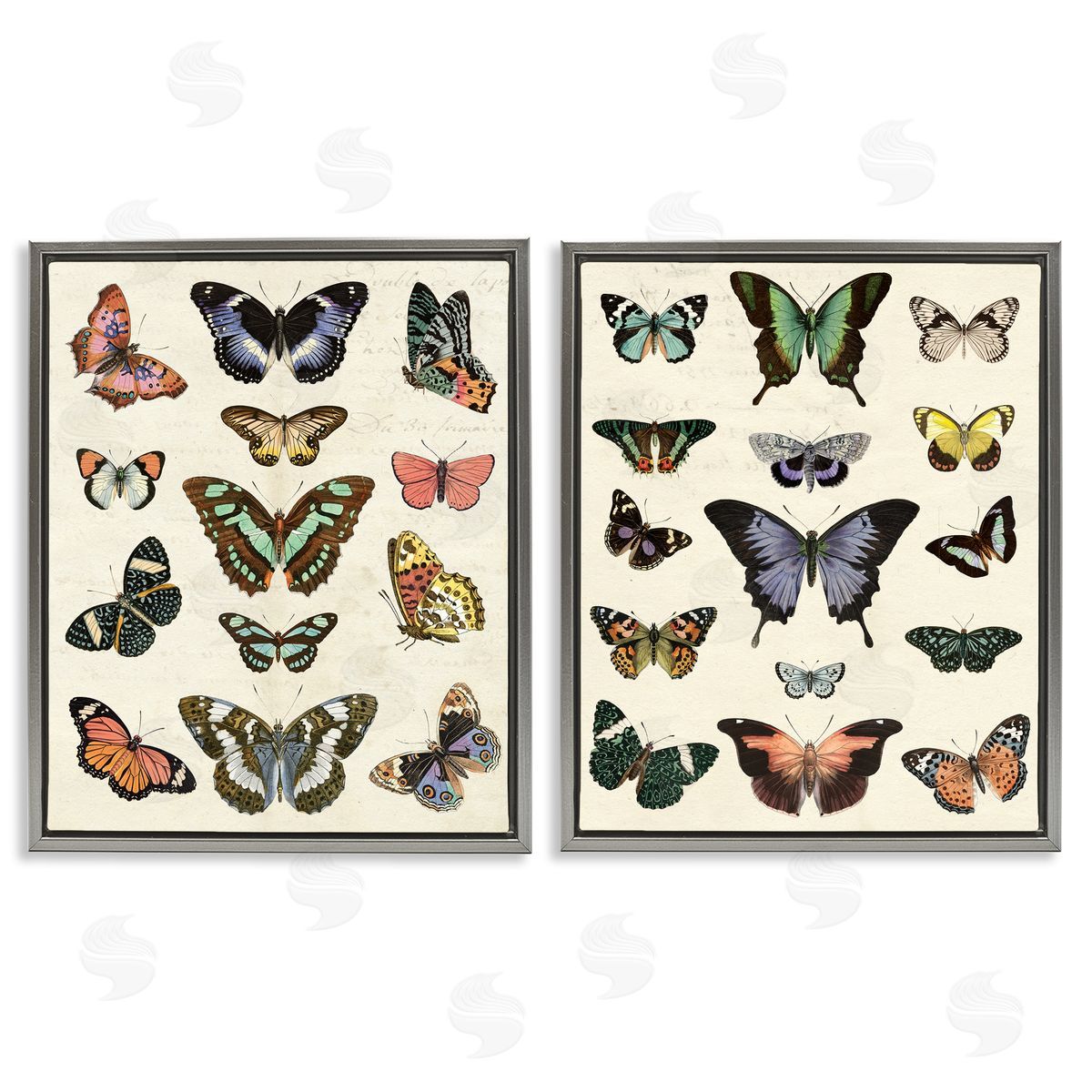 Antique Butterfly Collection Grey Floating Frame Canvas Wall Art, Home Decor by Susan Arnot
