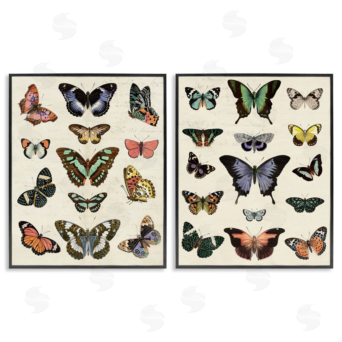 Antique Butterfly Collection Black Frame Print Wall Art, Home Decor by Susan Arnot
