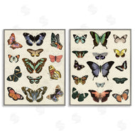 Susan Arnot | Antique Butterfly Collection