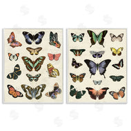 Susan Arnot | Antique Butterfly Collection